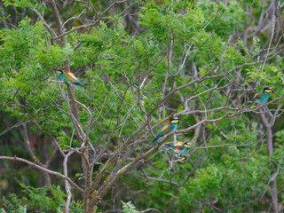 Bee Eater Merops Apiaster in the nationalpark Seewinkel in Austria