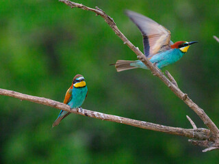 Bee Eater Merops Apiaster in the nationalpark Seewinkel in Austria