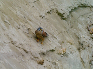 Bee Eater Merops Apiaster in the nationalpark Seewinkel in Austria