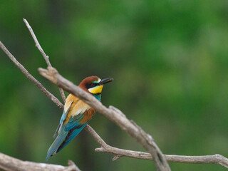 Bee Eater Merops Apiaster in the nationalpark Seewinkel in Austria