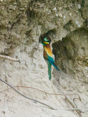 Bee Eater Merops Apiaster in the nationalpark Seewinkel in Austria