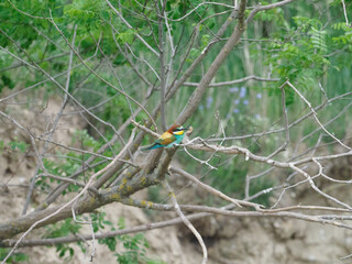 Bee Eater Merops Apiaster in the nationalpark Seewinkel in Austria