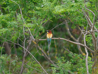 Bee Eater Merops Apiaster in the nationalpark Seewinkel in Austria