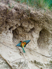 Bee Eater Merops Apiaster in the nationalpark Seewinkel in Austria