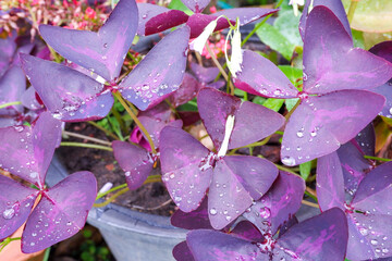 Oxalis triangularis is commonly called false shamrock, purple shamrock, love plant and purple wood sorrel.