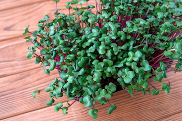 Microgreens. Young green sprouts of radish. View from above