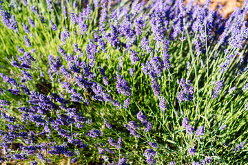 Obraz premium Lavender spikes. Field of Lavender, Lavandula angustifolia, Lavandula officinalis. Full frame background.