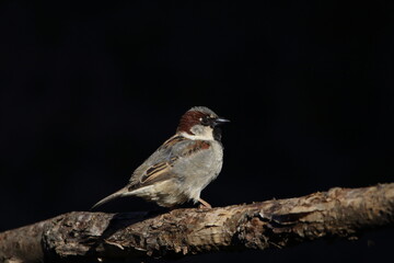 A House sparrow perched on a tree branch with a dark background.