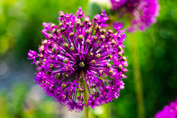 Zierlauch im Garten Allium