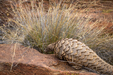 Ground pangolin crawling in the bush.