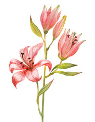 Watercolor pink lily isolated on white background