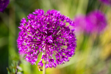 Ornamental onion, macro shot of an ornamental onion
