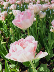 White- pink terry tulips