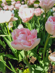 Fototapeta premium White- pink terry tulips