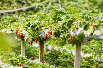 Close up of an organic strawberry farm