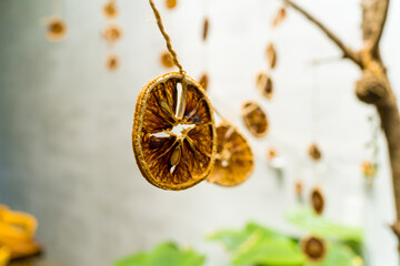 Decoration: Dried slices of orange decoration hanging on tree branch. Diy ideas for children. Environment, recycle and zero waste concept. Selective focus