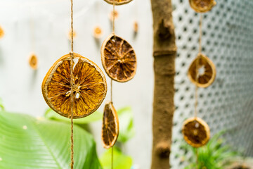 Decoration: Dried slices of orange decoration hanging on tree branch. Diy ideas for children. Environment, recycle and zero waste concept. Selective focus