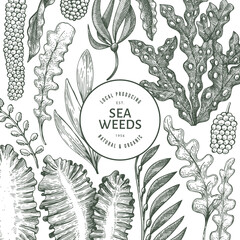 Seaweed design template. Hand drawn vector seaweeds illustration. Engraved style sea food banner. Retro sea plants background