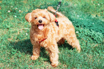 Small brown maltese dog on a green grass close up front view.