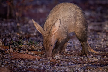 Aardvark foraging for ants in the early evening.