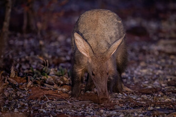 Aardvark foraging for ants in the early evening.