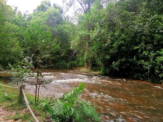 Stream of water, river, beautiful, peaceful nature of Cambodian park