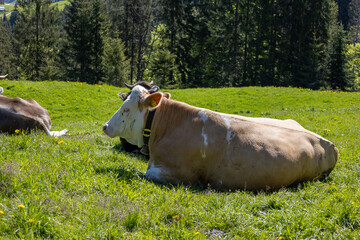 Kühe in den Alpen mit Wiese und Ausblick 