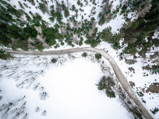 snow covered trees