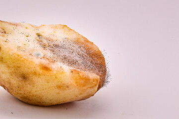 Moldy piece of apple fruit against a white background