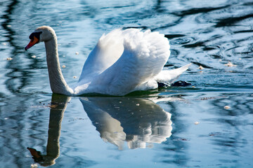 łabęź  © Dariusz Grochal 