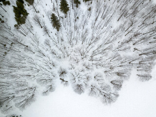 snow covered branches