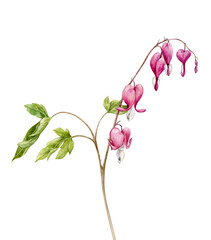 An elegant sprig of Dicenter flowers. The flower is painted in watercolor. Watercolour illustration.