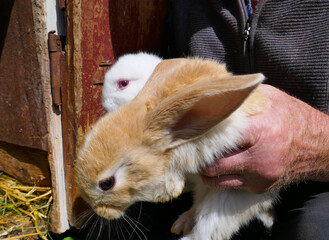 Rabbit and little rabbits on the farm.