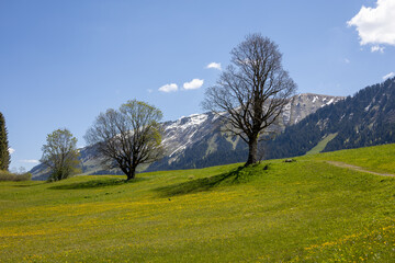Obraz premium Wunderschöne Landschaft in den Alpen in Österreich mit grüner Natur