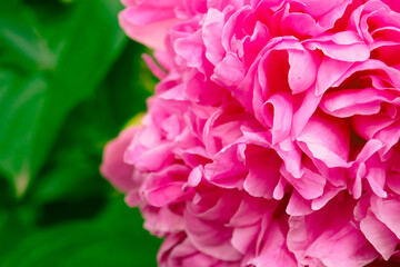 Beautiful photo background with peony flower.