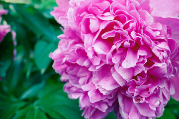 Beautiful photo background with peony flower.