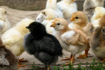 Cute little chickens on the farm.