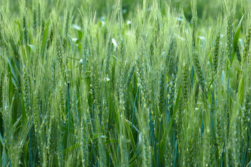 A large, beautiful field with green wheat.