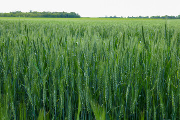 A large, beautiful field with green wheat.