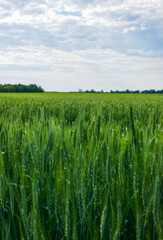 A large, beautiful field with green wheat.