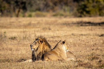 Mating Lion couple laying in the grass.