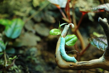 Obraz premium snake in the jungle