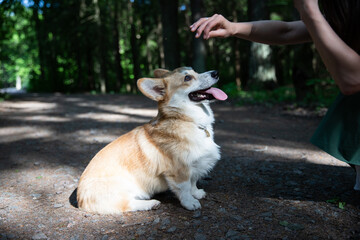 A beautiful girl walks with her dog corgi. Execute commands.
Corgi dog obeys mistress