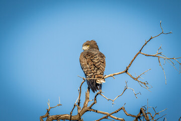 Brown-chested snake eagle perching on a branch.
