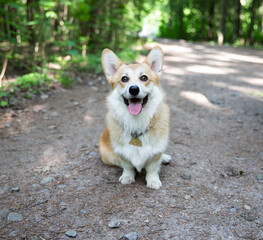 Very beautiful and cute corgi dog