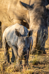 Small White rhino calf grazing with mother.