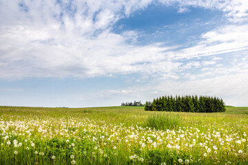Meadow with blooming dandelions, forest and blue sky