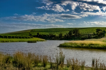 Vineyards On Vineyards