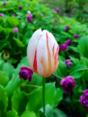 delicate tulips in the flowerbed