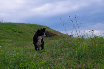 Te dog is in the wild under a stormy sky